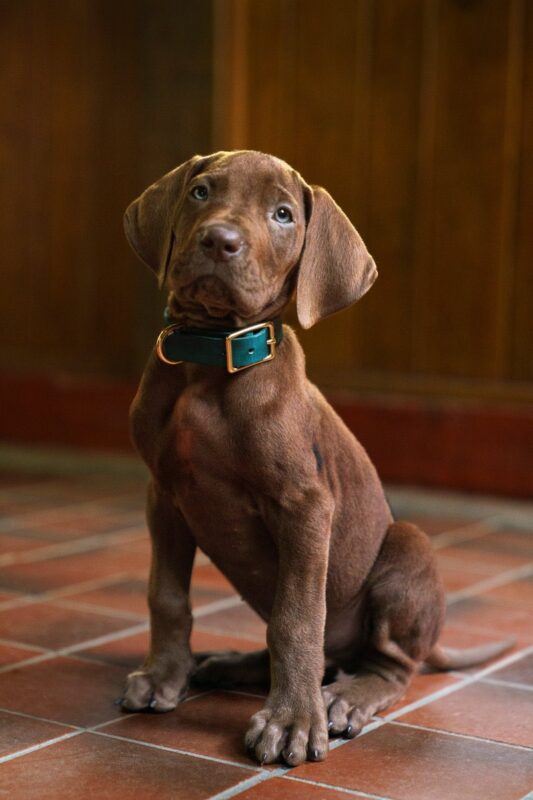 Scooby Doo Real Dog First Look At Scooby Doo Origins Series Live Action